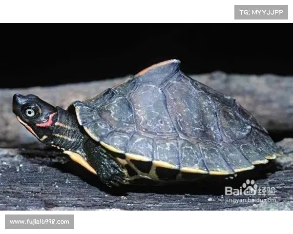 戴资颖参加台湾宠物慈善活动 展示可爱宠物乌龟引关注